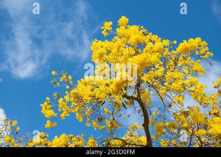 Fleur jaune. Arbre de tabebuia en fleur. Tabebuia aurea en fleur. Cime d'arbres en fleur sur ciel bleu Banque D'Images