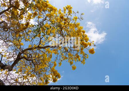 Saison de floraison. tabebuia aurea en pleine floraison sur un ciel bleu. Arbre de Tabebuia en fleur jaune Banque D'Images