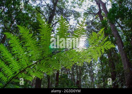 Fern branche et la lumière du soleil au parc Apple Tree au parc national de Springbrook Banque D'Images