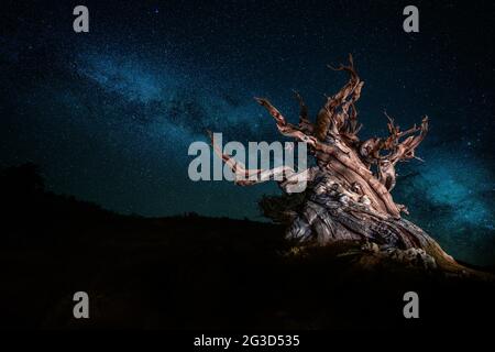 Là, à l'ancienne forêt de pins de Bristlecone est la plus ancienne forme de vie existante sur terre. Un pin Bristlcone de plus de 5000 ans. Banque D'Images