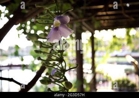 Mise au point sélective de Thunbergia Erecta violet dans le jardin Banque D'Images