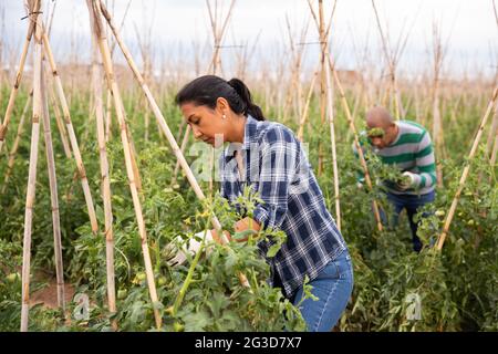 Femme jardinière fixant des plants de tomates sur des treillis de soutien Banque D'Images