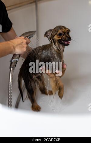 Chien de Poméranie prenant une douche dans la salle de bains Banque D'Images