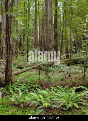 D'énormes séquoias côtiers, Sequoia sempervirens, prospèrent dans le climat humide du parc national Humboldt Redwoods, en Californie du Nord. Banque D'Images