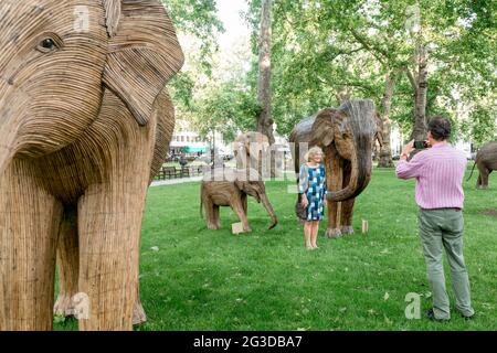 Les gens qui prennent des photos avec des sculptures d'éléphant de Lantana placées à Berkeley Square à Londres.coexistence est une installation d'art initiée par la famille d'éléphant et le vrai éléphant, composé de 100 sculpteurs d'éléphant créés par les peuples autochtones. Du 14 juin 2021 au 23 juillet 2021, le troupeau sera exposé à divers endroits du centre de Londres, à savoir Green Park, St. James' Park et Berkeley Square. Le mouvement vise à recueillir des fonds pour la famille des éléphants dans sa cause de protection de la faune sauvage contre la destruction humaine. Banque D'Images