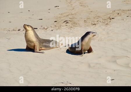 Une mère et un phoque de veau à la plage de sable de Seal Bay, Kangaroo Island, Australie Banque D'Images