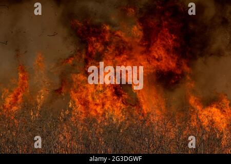 Los Angeles, Californie, États-Unis. 15 juin 2021. Un feu de broussailles brûle dans la zone de loisirs du barrage de Santa Fe, à Irwindle, en Californie, le mardi 15 juin, 2021. Credit: Ringo Chiu/ZUMA Wire/Alay Live News Banque D'Images