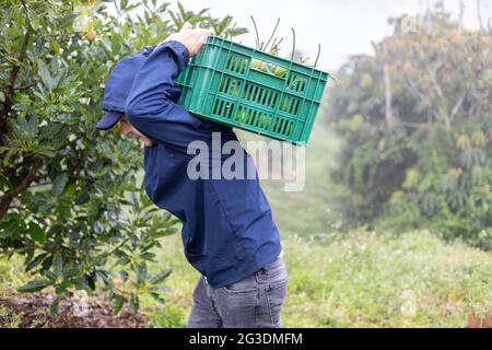 jeune agriculteur portant un panier rempli d'avocats fraîchement récoltés Banque D'Images