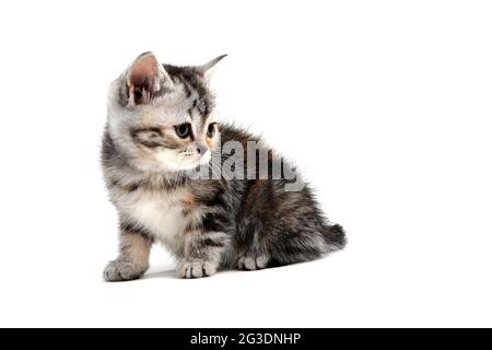 un chaton à rayures grises est un chaton de race rouge sur fond blanc Banque D'Images