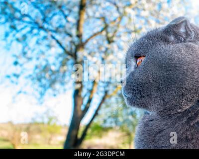 Tête d'un chat écossais gris replié contre un ciel bleu. Yeux orange. Laine grise écossais Fold Cat. Race britannique de chatons. Les chatons sont des animaux de compagnie. Les chats sont pr Banque D'Images