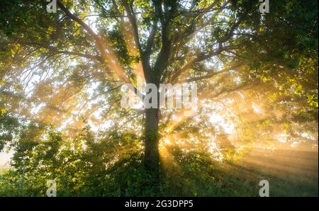 Laatzen, Allemagne. 16 juin 2021. Le soleil levant brille dans le brouillard derrière un chêne dans le Leinemasch, dans la région de Hanovre. Le service météorologique allemand DWD prévoit une vague de chaleur avec des températures allant jusqu'à 37 degrés pour les prochains jours. Credit: Julian Stratenschulte/dpa/Alay Live News Banque D'Images