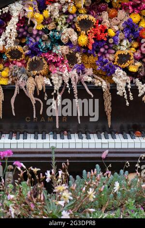 Exposition de fleurs séchées au piano dans les jardins de RHS Wisley. Surrey, Angleterre Banque D'Images