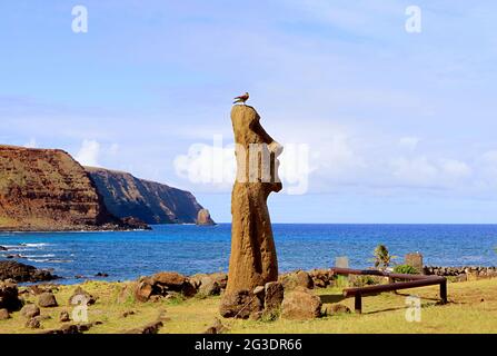 Moai A Vere Ki Haho également connu sous le nom de 'Moai de voyage' à l'entrée de l'AHU Tongariki avec un oiseau perching sur la tête de la statue, l'île de Pâques, Chili Banque D'Images