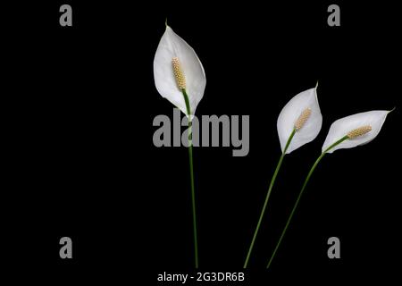 Trois fleurs de nénuphar de paix avec de longues tiges isolées sur fond noir. La vie sombre et les nénuphars de paix avec un espace vide pour le texte. Photo minimaliste Banque D'Images