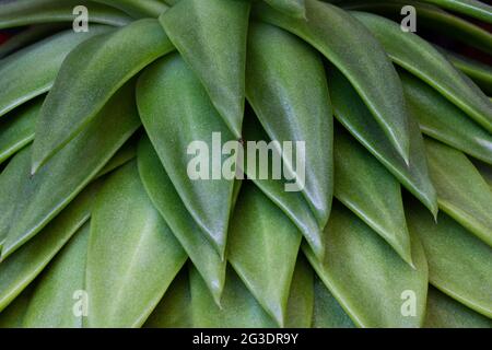 Détail des feuilles de plantes succulentes 'rouge à lèvres echeveria' ou écheveria agavoides vertes. Texture d'arrière-plan avec le concept de botanique Banque D'Images