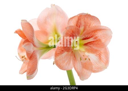 Belle fleur orange Amaryllis ou Hippeastrum isolé sur fond blanc, gros plan Banque D'Images