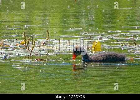 Un jeune coot eurasien (Fulica atra) nageant dans un étang d'eau douce à la mi-juin. Banque D'Images