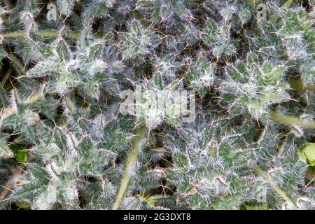 Rosette de jeune plante de steppe épineuse Cirsium arvense ou chardon, une sorte de mauvaise herbe Banque D'Images