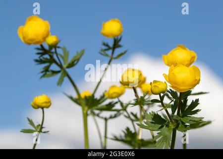 Globeflower (Trolllius europaeus) fleurit en fleurs jaunes lors d'une journée estivale ensoleillée en Estonie, en Europe du Nord Banque D'Images