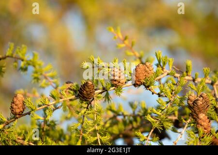 Cônes et aiguilles fraîches sur les branches du mélèze de Sibérie (Larix sibirica) dans la lumière dorée du coucher du soleil Banque D'Images