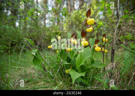 Rare orchidée à fleurs sauvages (Cypripedium calceolus) qui fleurit dans son habitat dans la nature estonienne au printemps Banque D'Images