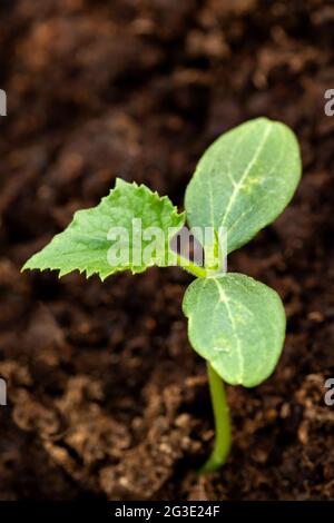 Nouvelle plante verte. Le semis de concombre commence à croître dans un sol humide. Cultiver votre propre nourriture saine Banque D'Images