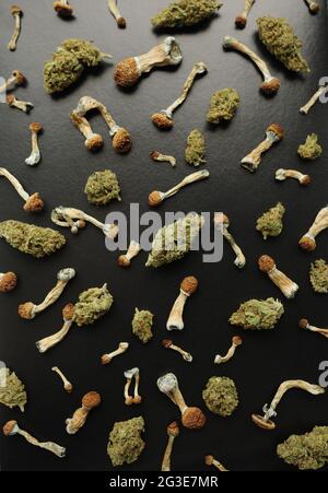 Concept de microdosage. Motif de champignons psilocybine et de bourgeons de marijuana sur fond noir. Voyage psychédélique, concept de validation. Banque D'Images