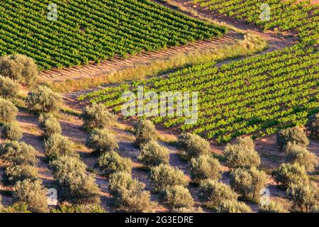 FRANCE. VAUCLUSE (84) SAINT-LEGER-DU-VENTOUX PAYSAGE AGRICOLE VIGNES ET OLIVIERS AU FOND DU MONT VENTOUX Banque D'Images