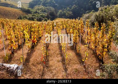 FRANCE. ARDECHE (07) LE VIGNOBLE AVEC LE TYPE D'AUTOMNE DE LA VIGNE SYRAH Banque D'Images