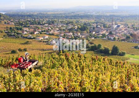 FRANCE. ARDECHE (07) CORNAS SCÈNE DE VENDANGE EN TYPE CORNAS SYRAH VUE SUR LE VILLAGE LA VALLÉE DU RHÔNE Banque D'Images