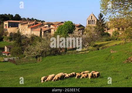 FRANCE. ARDECHE (07) AILHON VILLAGE DE CARACTERE (VILLAGE DE CARACTÈRE) BREBIS EN PÂTURAGE VUE DU VILLAGE ET DE SON ÉGLISE AVEC TOUR DE CLOCHE AVEC PEIGNE Banque D'Images