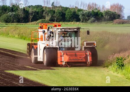 Tarleton, Lancashire. Météo au Royaume-Uni 16 juin 2021. Conditions sèches et poussiéreuses et ensoleillées pour les agriculteurs qui récoltent des pelouses cultivées dans le commerce avec une machine de coupe Trebro AutoStack II. AutoStackers sont le premier choix dans le monde des producteurs automatiques de gazon, pour satisfaire la demande des constructeurs locaux qui ont régulièrement besoin de gazon pour de nouveaux logements où les pelouses sont utilisées autour des maisons, des appartements, des bâtiments commerciaux et des installations sportives . Crédit; MediaWorldImages/AlamyLiveNews Banque D'Images