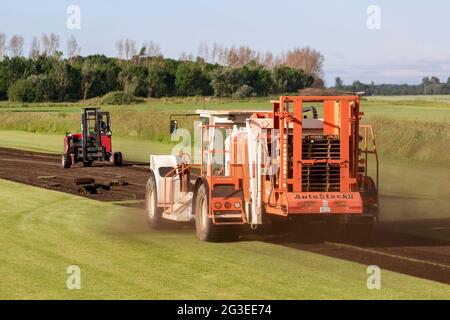 Tarleton, Lancashire. Météo au Royaume-Uni 16 juin 2021. Conditions sèches et poussiéreuses et ensoleillées pour les agriculteurs qui récoltent des pelouses cultivées dans le commerce avec une machine de coupe Trebro AutoStack II. AutoStackers sont le premier choix dans le monde des producteurs automatiques de gazon, pour satisfaire la demande des constructeurs locaux qui ont régulièrement besoin de gazon pour de nouveaux logements où les pelouses sont utilisées autour des maisons, des appartements, des bâtiments commerciaux et des installations sportives . Crédit; MediaWorldImages/AlamyLiveNews Banque D'Images