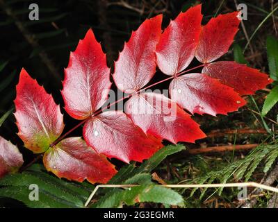 Feuilles rouges de raisin de l'Oregon (Mahonia aquifolium) Banque D'Images