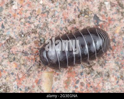 Pillbug, probablement Pill commun Woodlose Armadillidium vulgare Banque D'Images