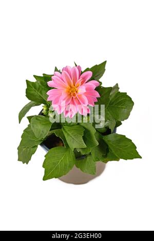 Fleur rose Dahlia plante en pot isolé sur fond blanc Banque D'Images