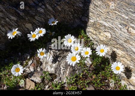 Fleur sauvage alpine Leucanthemopsis alpina (pâquerette alpine). Vallée d'Aoste, Cogne, Italie. Banque D'Images