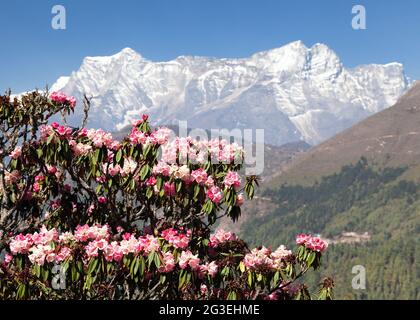 Arbre de rhododendron en fleur, printemps dans les montagnes de l'himalaya, mont Kongde, randonnée au camp de base de l'Everest, parc national de Sagarmatha, vallée de Khumbu, nepa Banque D'Images