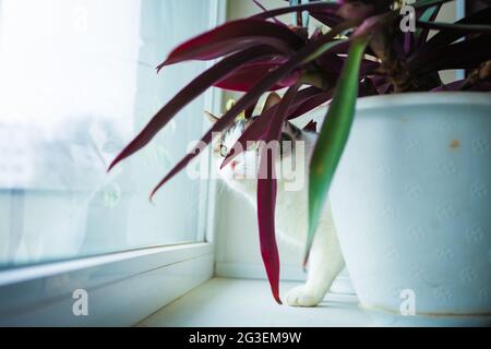 Un vase rempli de fleurs assis sur une table Banque D'Images