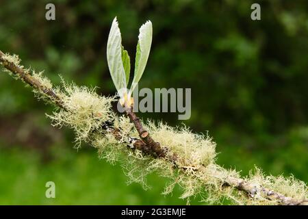 Lichen sur Whitbeam dans les jardins botaniques de Dawyck près de Peebles en Écosse Banque D'Images