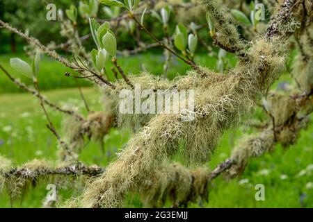 Lichen sur Whitbeam dans les jardins botaniques de Dawyck près de Peebles en Écosse Banque D'Images