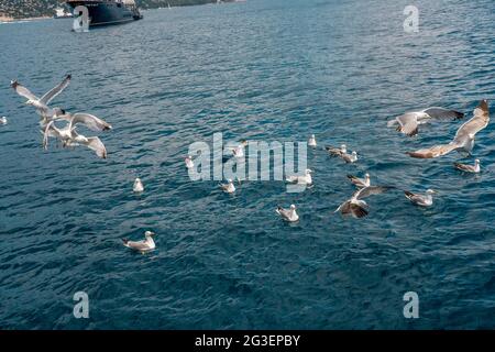 Mouettes luttant pour des morceaux de pain jetés dans la mer. Troupeau de mouettes volant sur le bord de mer, photo de gros plan du mouette. Photo de haute qualité Banque D'Images