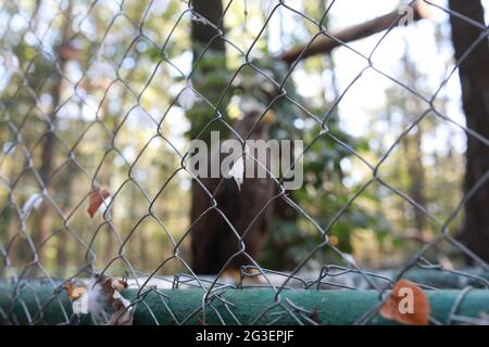 fier aigle foncé regardant dans la distance gros plan sur la proie Banque D'Images