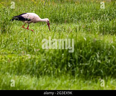 Porc dans l'herbe haute. Samokov, Bulgarie Banque D'Images