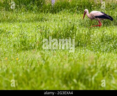 Porc dans l'herbe haute. Samokov, Bulgarie Banque D'Images