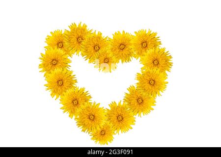 Symbole de l'amour, du bonheur, de l'été - forme de coeur en pissenlits jaunes isolés sur fond blanc. Peut être utilisé comme carte de fête des mères, Valentin Banque D'Images