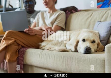 Gros plan d'un chien de race allongé sur un canapé avec les propriétaires assis à l'arrière-plan dans la chambre Banque D'Images