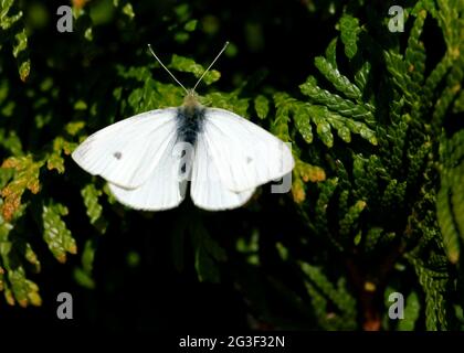 Pieris rapae - petit papillon blanc de chou Banque D'Images