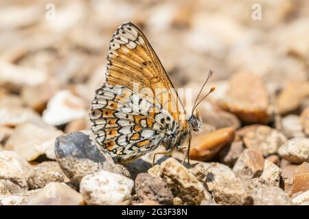 Glanville papillon fritillaire, Melitaea cinxia, adulte mature reposant sur du gravier, Isle of Wight, Angleterre, Royaume-Uni Banque D'Images