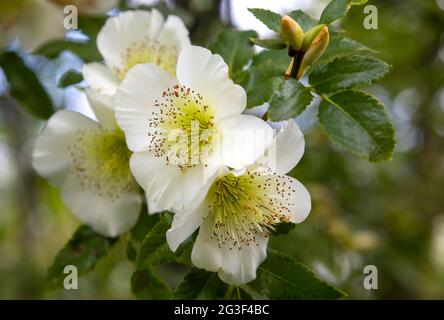 Eucryphia glutinosa - arbre à feuilles caduques, debout ou étalant. Feuilles vertes brillantes, grandes fleurs blanches parfumées du milieu à la fin de l'été Banque D'Images